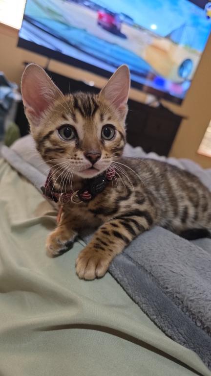 Update 1 Male And 1 Female Available photo 3