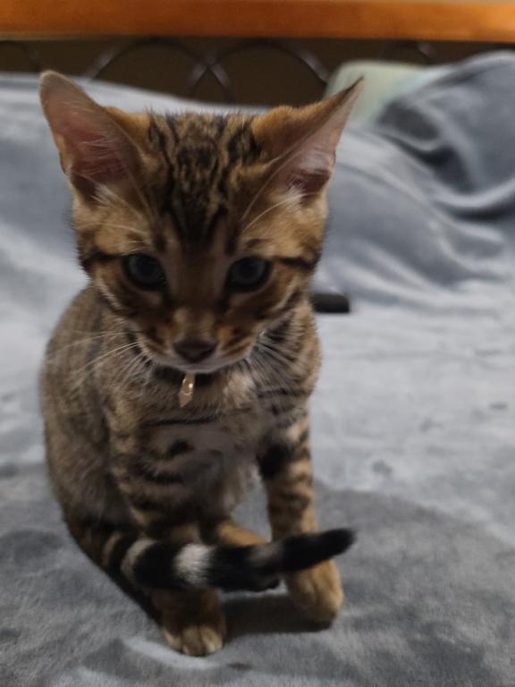 Update 1 Male And 1 Female Available photo 4