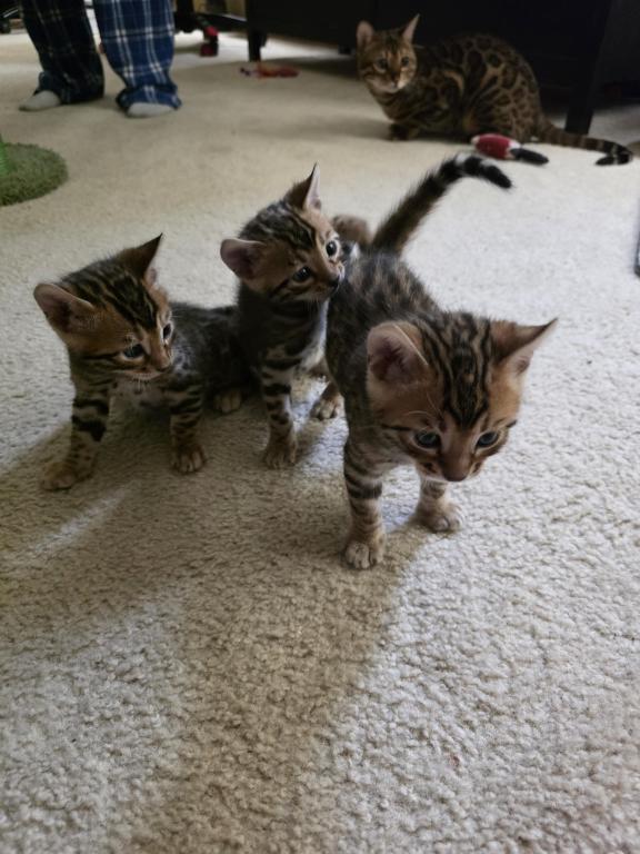Update 1 Male And 1 Female Available photo 6