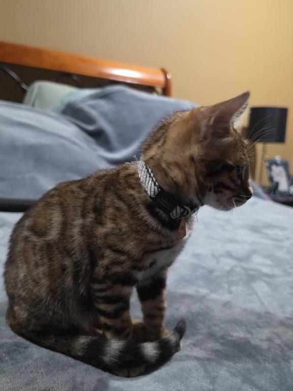 Update 1 Male And 1 Female Available photo 5
