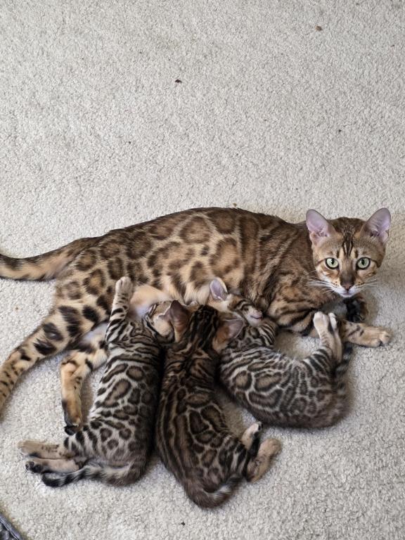 Update 1 Male And 1 Female Available