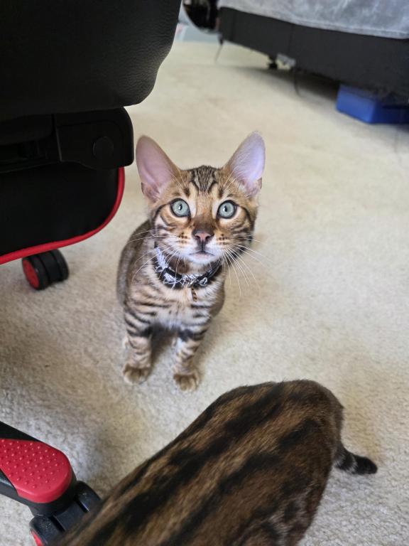 Update 1 Male Available photo 1