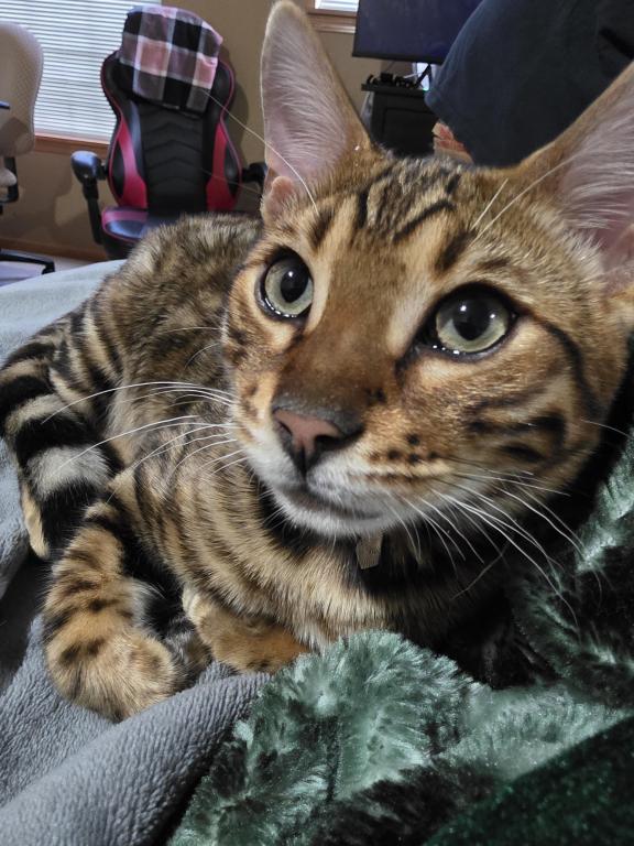 Update 1 Male Available photo 4