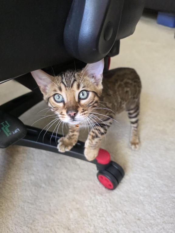 Update 1 Male Available photo 2