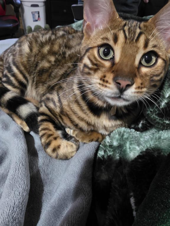 Update 1 Male Available photo 3