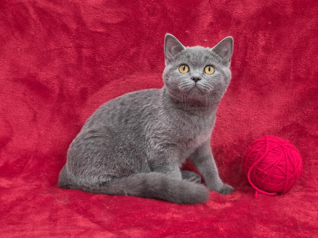 Red photo 4