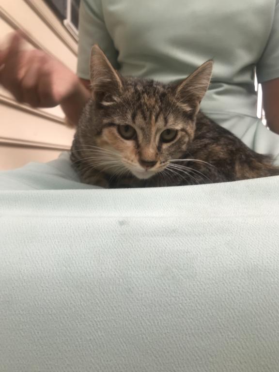 FREE ADORABLE KITTENS photo 4
