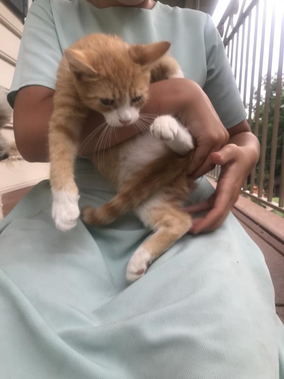 FREE ADORABLE KITTENS photo 3