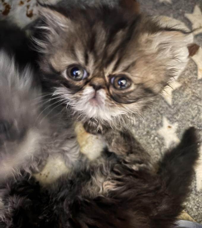 Cutest Little Tabbies Females 2 Available photo 34