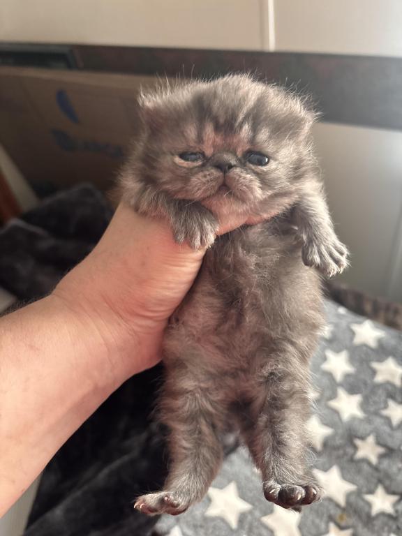 Cutest Little Tabbies Females 2 Available photo 30