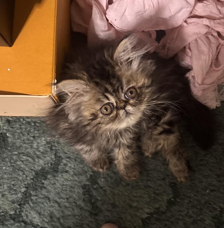 Cutest Little Tabbies Females 2 Available photo 5