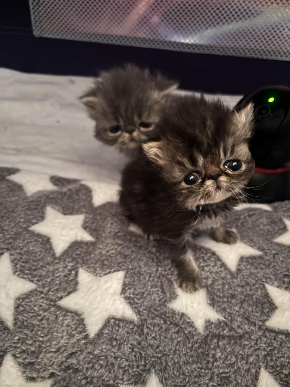 Cutest Little Tabbies Females 2 Available photo 29