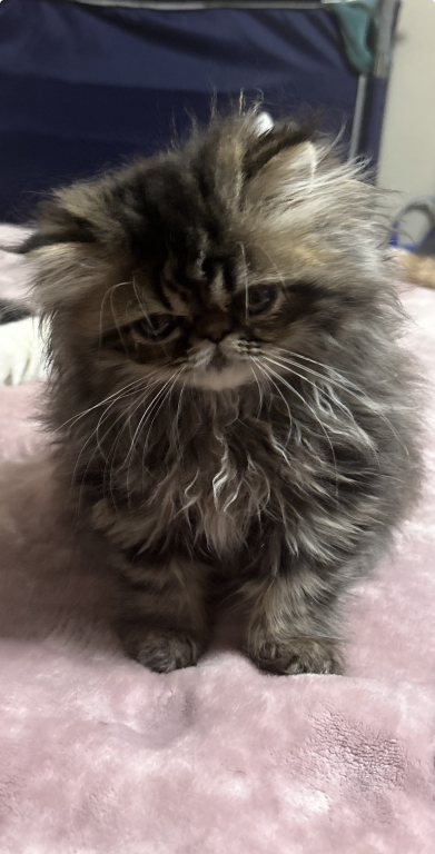 Cutest Little Tabbies Females 2 Available photo 1