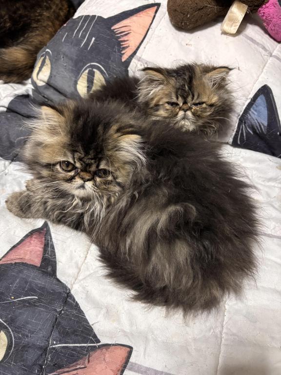 Cutest Little Tabbies Females 2 Available photo 7