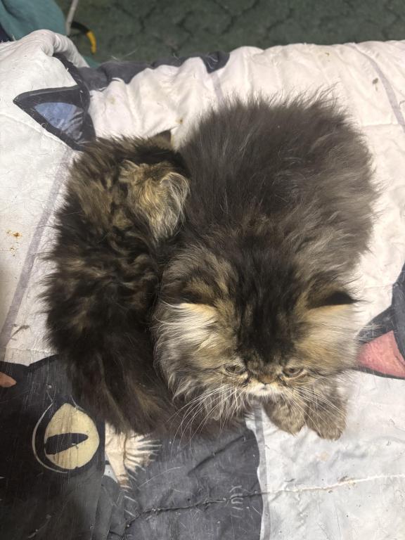 Cutest Little Tabbies Females 2 Available photo 6