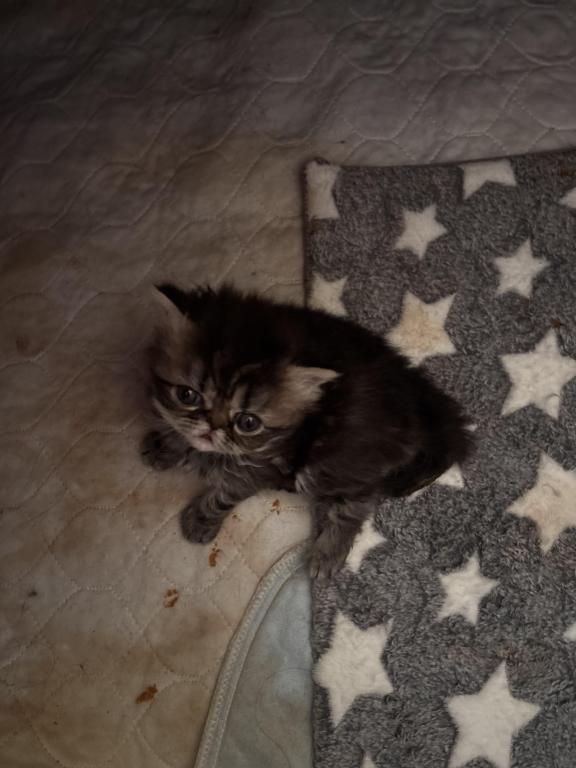 Cutest Little Tabbies Females 2 Available photo 17