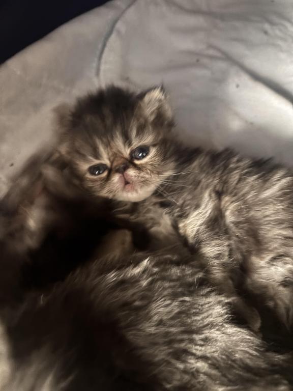 Cutest Little Tabbies Females 2 Available photo 28