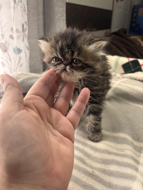 Cutest Little Tabbies Females 2 Available photo 35