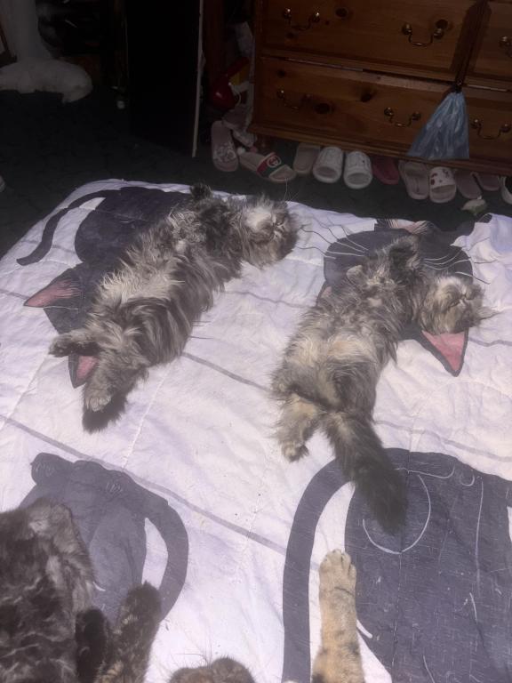 Cutest Little Tabbies Females 2 Available photo 3