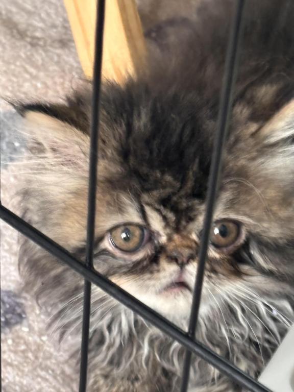 Cutest Little Tabbies Females 2 Available photo 11