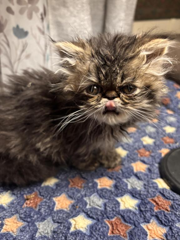 Cutest Little Tabbies Females 2 Available photo 23