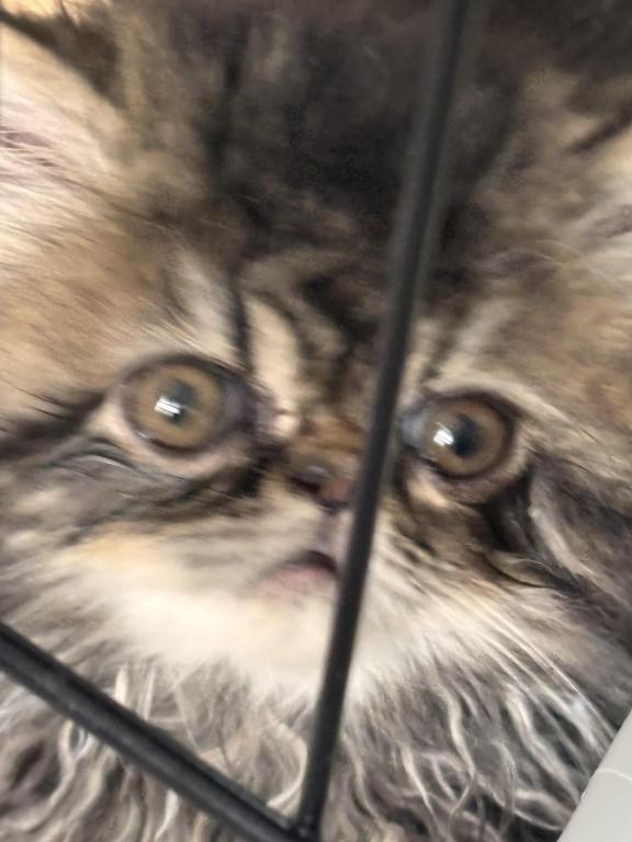 Cutest Little Tabbies Females 2 Available photo 15