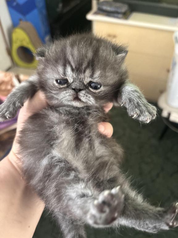 Cutest Little Tabbies Females 2 Available photo 33