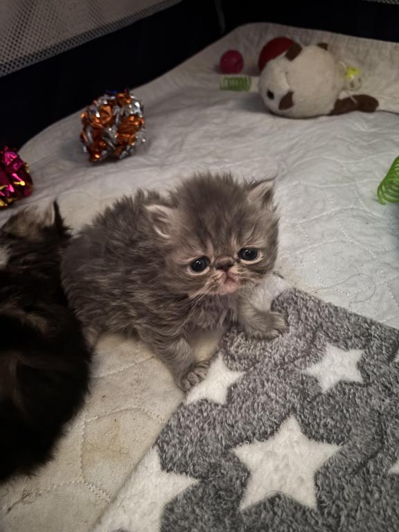 Cutest Little Tabbies Females 2 Available photo 18