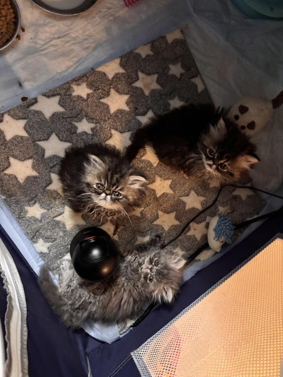 Cutest Little Tabbies Females 2 Available photo 36