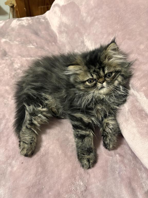 Cutest Little Tabbies Females 2 Available photo 2