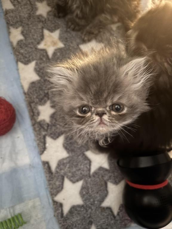 Cutest Little Tabbies Females 2 Available photo 21