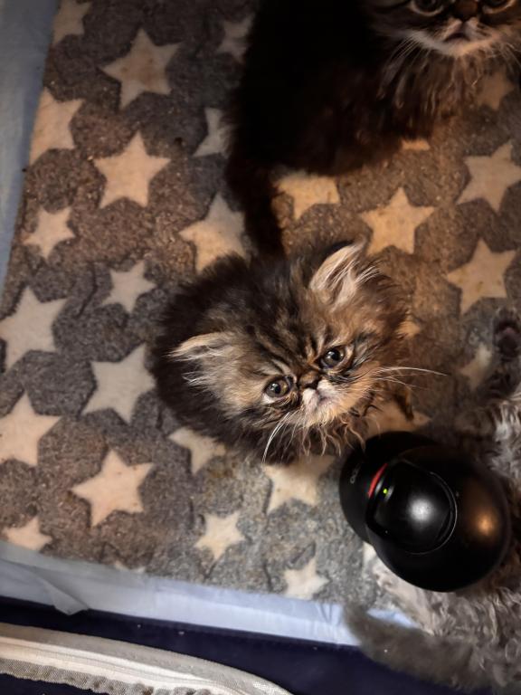 Cutest Little Tabbies Females 2 Available photo 37