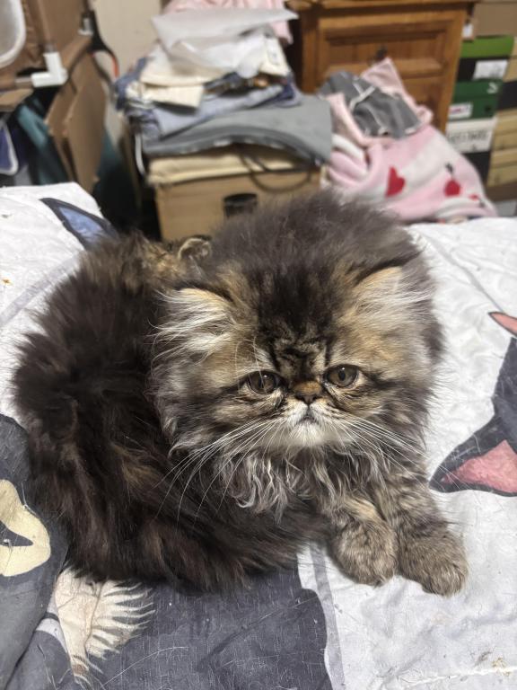 Cutest Little Tabbies Females 2 Available photo 8