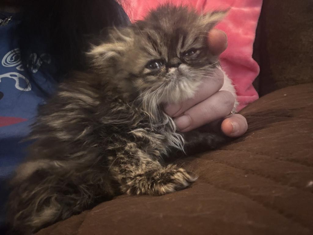 Cutest Little Tabbies Females 2 Available photo 25