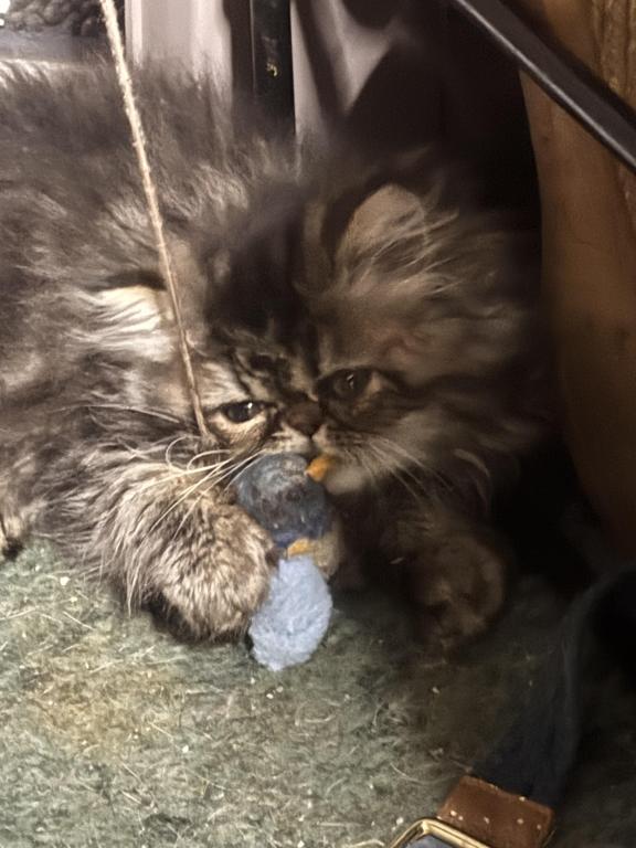 Cutest Little Tabbies Females 2 Available photo 4
