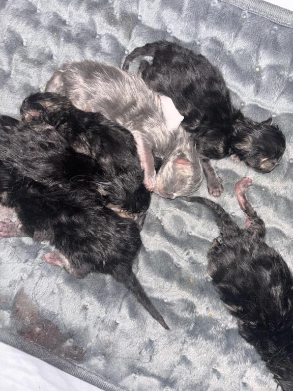 Cutest Little Tabbies Females 2 Available photo 26