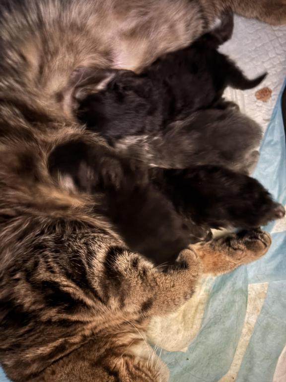 Cutest Little Tabbies Females 2 Available photo 27