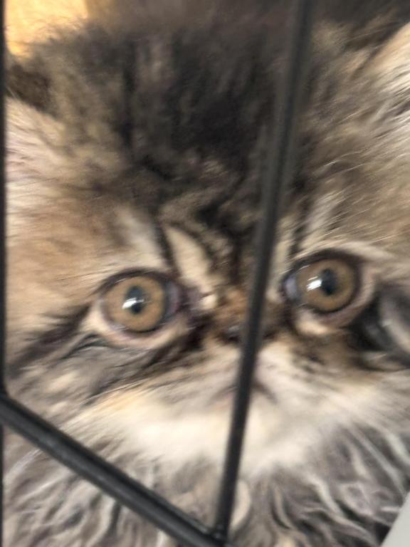 Cutest Little Tabbies Females 2 Available photo 9