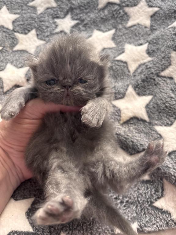 Cutest Little Tabbies Females 2 Available photo 31