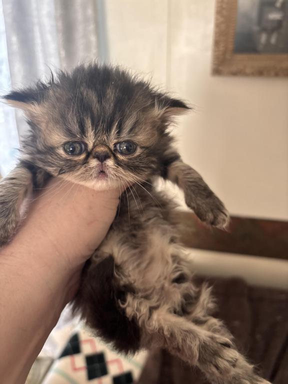 Cutest Little Tabbies Females 2 Available photo 32