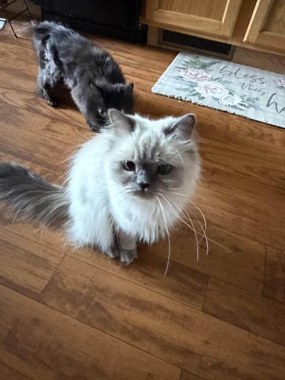 Pretty Girl Himalayan Female Retired Breeder photo 6