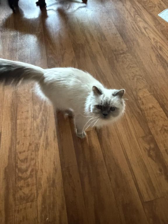 Pretty Girl Himalayan Female Retired Breeder photo 2