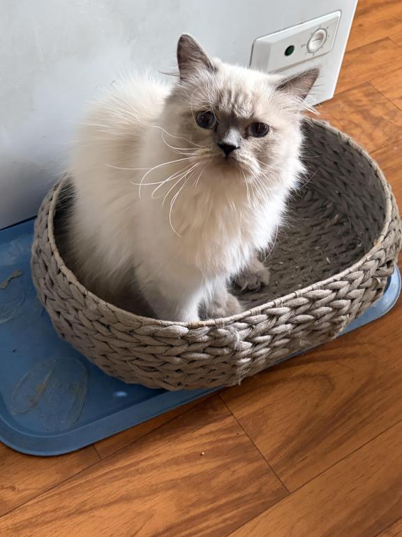 Pretty Girl Himalayan Female Retired Breeder photo 7