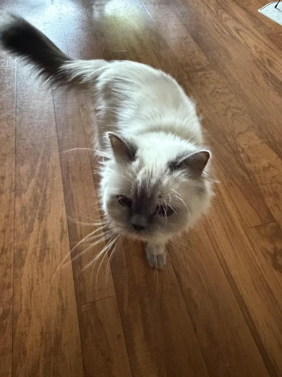Pretty Girl Himalayan Female Retired Breeder photo 5