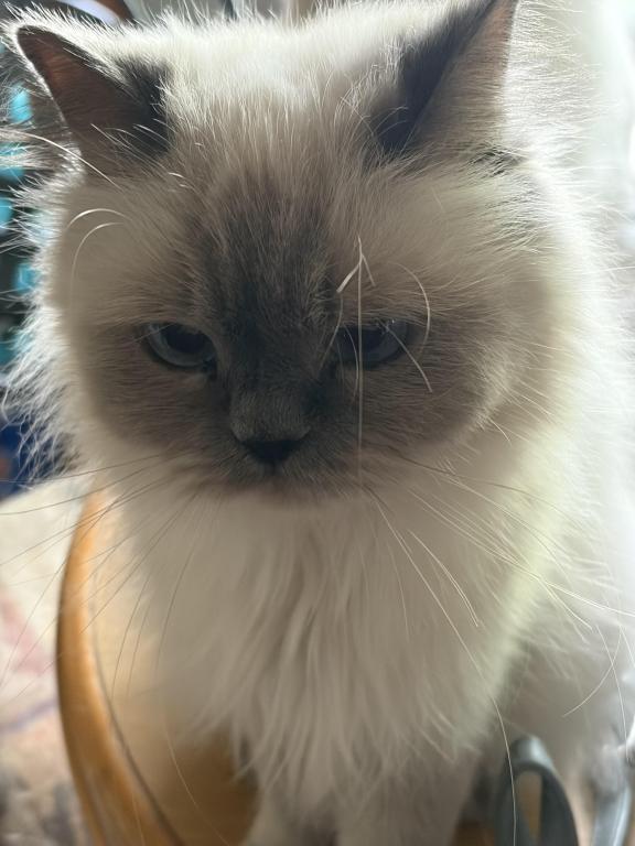 Pretty Girl Himalayan Female Retired Breeder photo 8