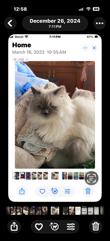 Pretty Girl Himalayan Female Retired Breeder photo 1