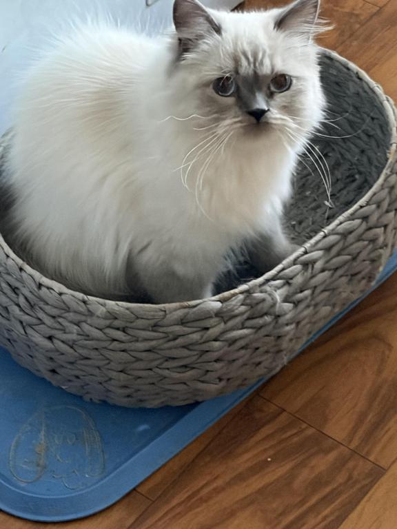 Pretty Girl Himalayan Female Retired Breeder photo 4