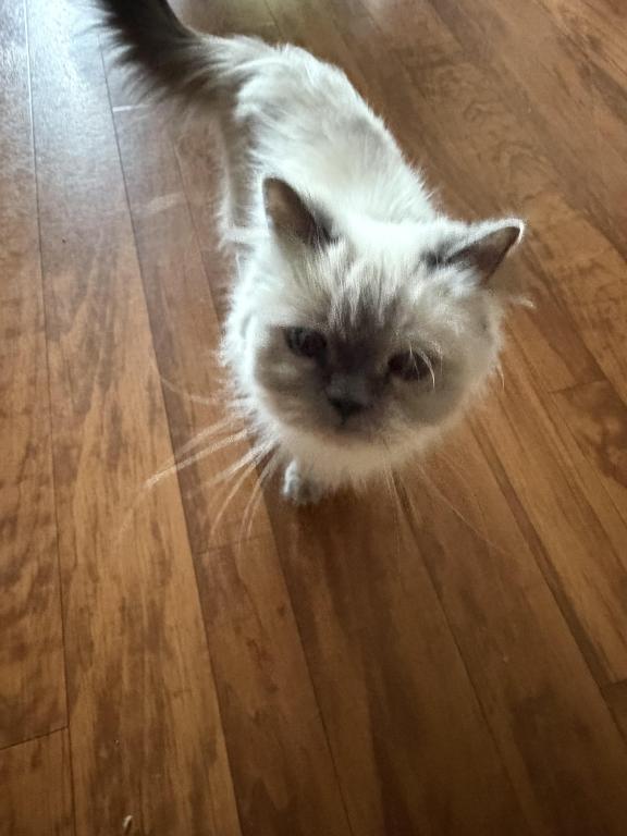 Pretty Girl Himalayan Female Retired Breeder photo 3