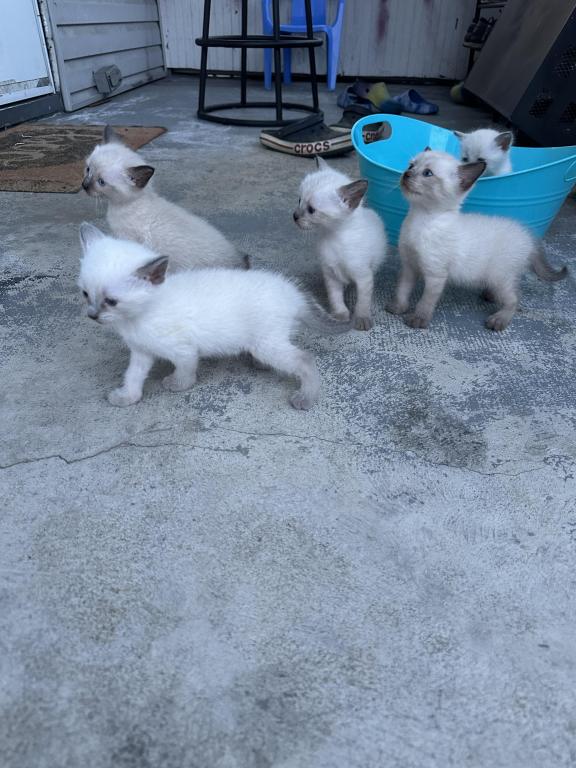 Boys 1 photo 9