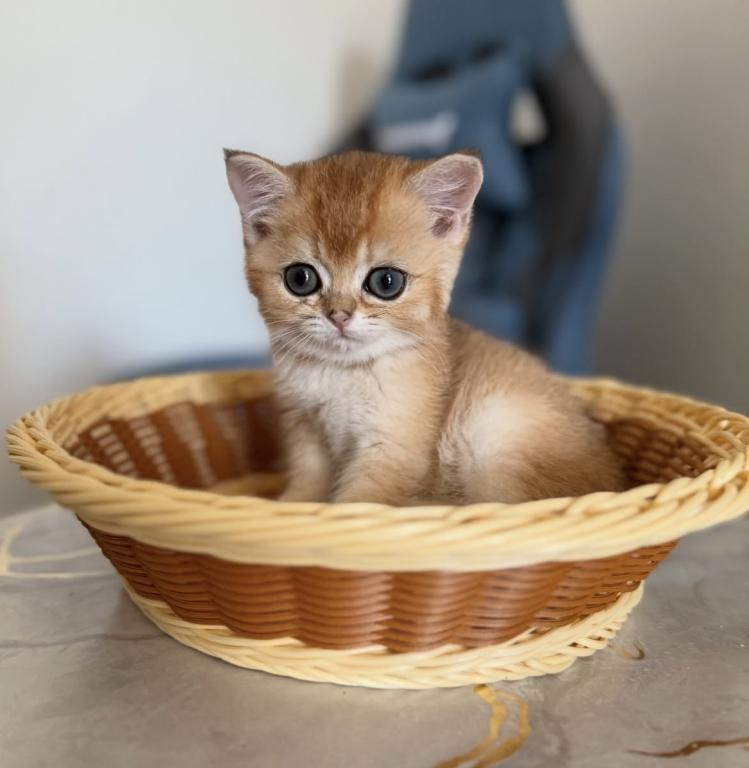 Mini Prince